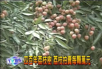 400年荔枝樹　荔枝拍賣每顆萬元