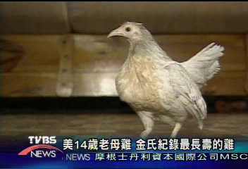 美14歲老母雞 金氏紀錄最長壽的雞