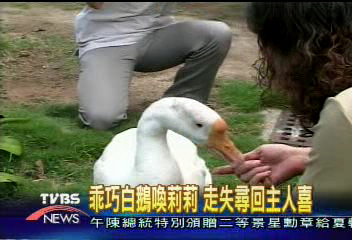 乖巧白鵝喚莉莉 走失尋回主人喜