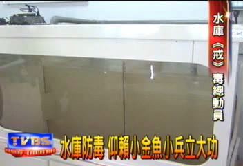 水庫防毒 仰賴小金魚小兵立大功