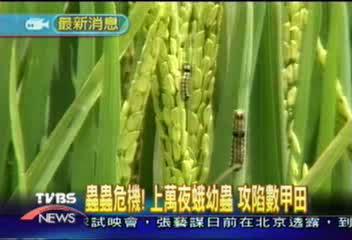 蟲危機！上萬夜蛾幼蟲　攻陷數甲田菁