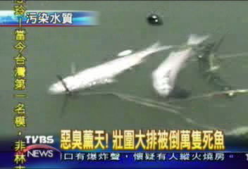 惡臭薰天! 壯圍大排被倒萬隻死魚
