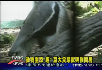 動物園添「趣」 巨大食蟻獸與猴同居
