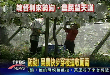 防颱！　果農快步穿梭搶收葡萄
