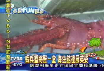 【這夏FUN輕鬆】蝦兵蟹將聚一堂 海生館裡展英姿