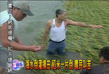 海水倒灌撲田 稻米一片倒 農民叫苦