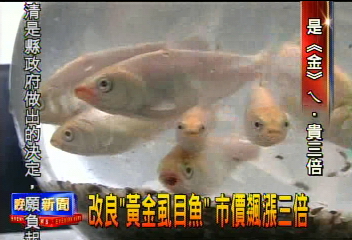 改良「黃金虱目魚」　市價飆漲3倍