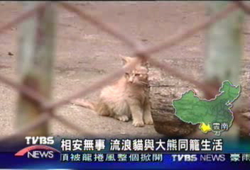相安無事 流浪貓與大熊同籠生活