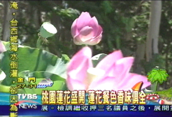 桃園蓮花盛開 蓮花餐色香味俱全