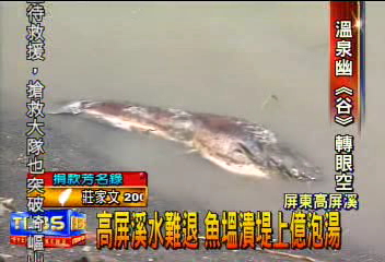 高屏溪水難退 魚塭潰堤上億泡湯