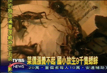 菜價漲養不起　國小放生9千隻蟋蟀