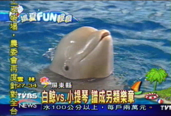 【這夏FUN輕鬆】白鯨vs.小提琴 譜成另類樂章
