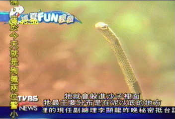 【這夏FUN輕鬆】海生館細細花園鰻 像水草漂啊漂