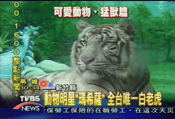 動物明星「瑪希薩」 全台唯一白老虎