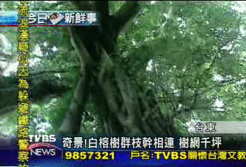 奇景!白榕樹群枝幹相連 樹網千坪