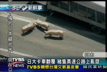 日大卡車翻覆　豬隻高速公路上亂竄