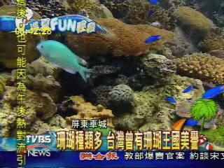 【這夏FUN輕鬆】珊瑚種類多 台灣曾有珊瑚王國美譽