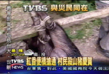 紅香便橋搶通 村民殺山豬慶賀