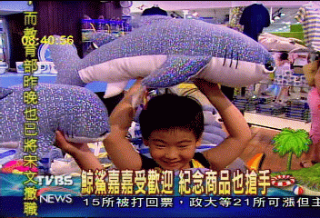 【這夏FUN輕鬆】鯨鯊嘉嘉受歡迎　紀念商品也搶手