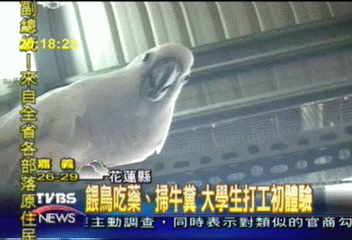 畜牧系大二女生　養鳥放牛農場打工