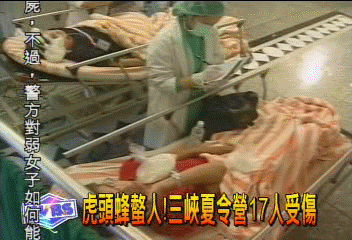 虎頭蜂傷人　警消全副武裝　火攻蜂窩