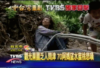 〈獨家〉觀光果園乏人問津 70阿媽望水蜜桃悲嘆