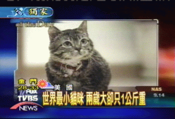 〈獨家〉世界最小貓咪　2歲大卻只1公斤重