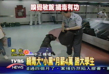 緝毒犬「小黑」月薪4萬　勝大學生