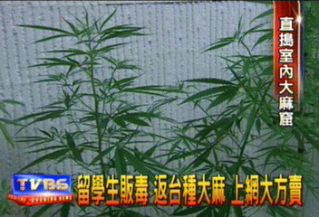 留學生販毒　返台種大麻　上網大方賣