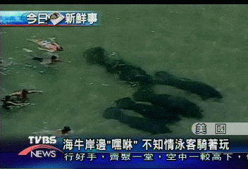 海牛岸邊「嘿咻」 不知情泳客騎著玩
