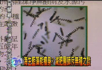 海生藍藻能瘦身？　減肥醫師斥無稽之談