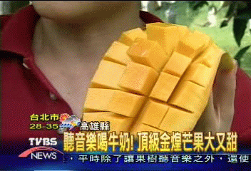 聽音樂喝牛奶! 頂級金煌芒果大又甜