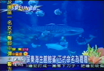 【這夏FUN輕鬆】屏東海生館鯨鯊 正式命名為嘉嘉