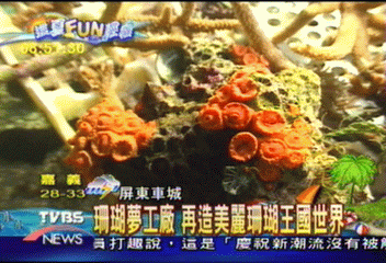【這夏FUN輕鬆】珊瑚夢工廠 再造美麗珊瑚王國世界
