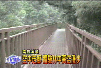 空中走廊　體驗林中高空漫步