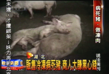 販售冷凍病死豬　商人大賺黑心錢
