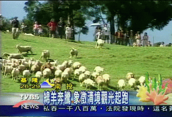綿羊奔騰 象徵清境觀光起跑