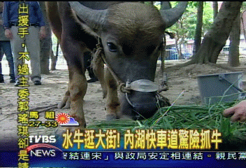 水牛逛大街！　內湖快車道驚險抓牛
