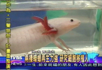 兩棲蠑螈再生力強 研究細胞移植人