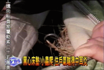 黑心床墊!小蟲爬 住戶氣喘得中耳炎