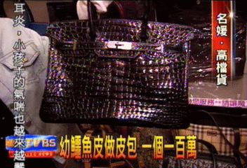 〈獨家〉幼鱷魚皮做皮包　一個100萬