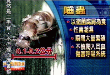 黑心床墊「嚙蟲」作怪 傷害呼吸系統