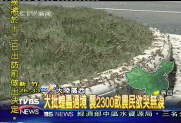 廣西大批蝗蟲過境　受災2300畝