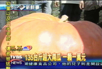 135台斤超大南瓜　一顆1萬元