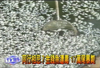同行相忌?金錢魚遭毒 17萬尾暴斃
