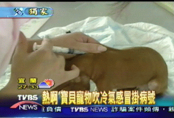 〈獨家〉熱啊 寶貝寵物吹冷氣感冒掛病號