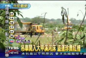 吊車開入大甲溪河床　盜運珍貴紅檜
