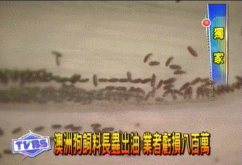 〈獨家〉澳洲狗飼料長蟲出油 業者虧損8百萬