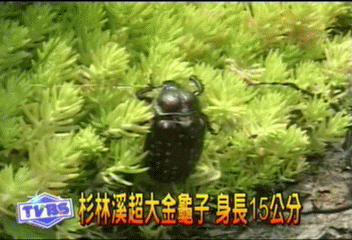 杉林溪超大金龜子 身長15公分