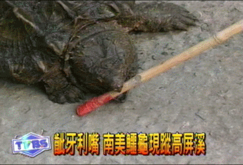 尖牙利嘴　南美鱷龜現蹤高屏溪